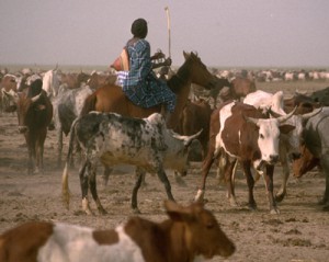 Fulani herd in the Inland Niger Delta. Photo E. Huysecom.