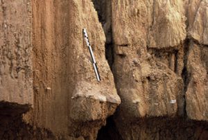 Un niveau paléolithique apparaît dans une coupe du ravin des Draperies. Photo S.Soriano.